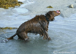 All shook up!
Sorcha on Omey Strand, Connemara. by Mark Thomas 
